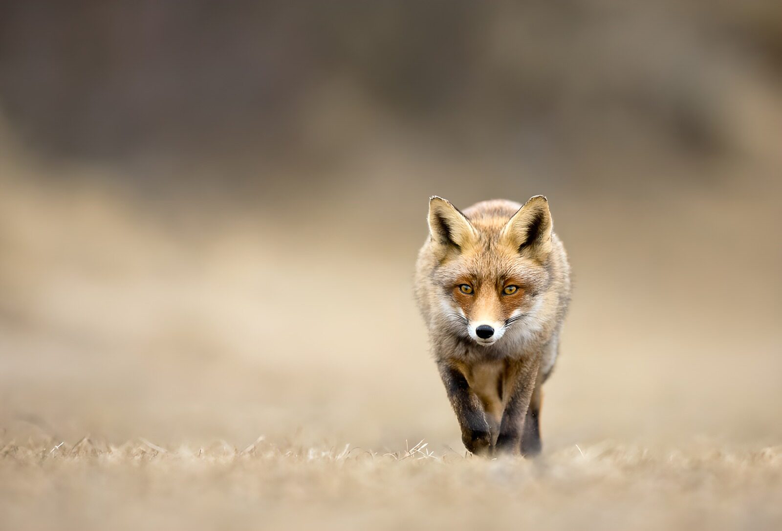 TPDE29599: Verschmitzter Fuchs im Freien