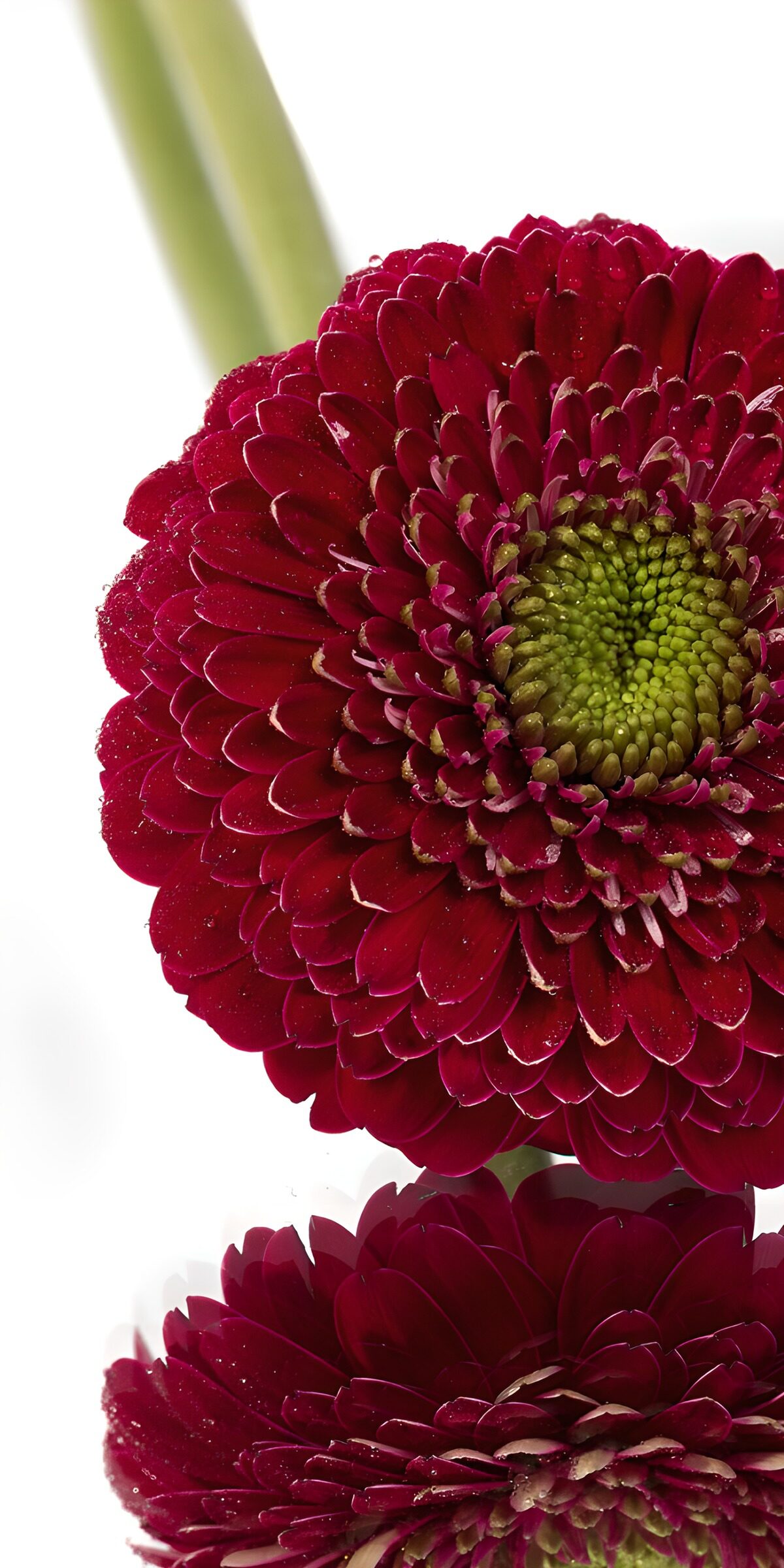 TPDE83819: Rote Gerbera mit reflektierender Oberfläche