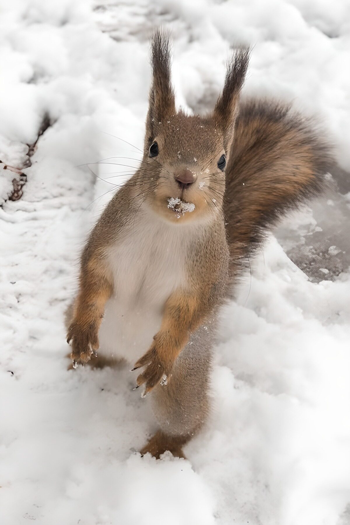 TPDE52703: aufmerksames Eichhörnchen im Schnee