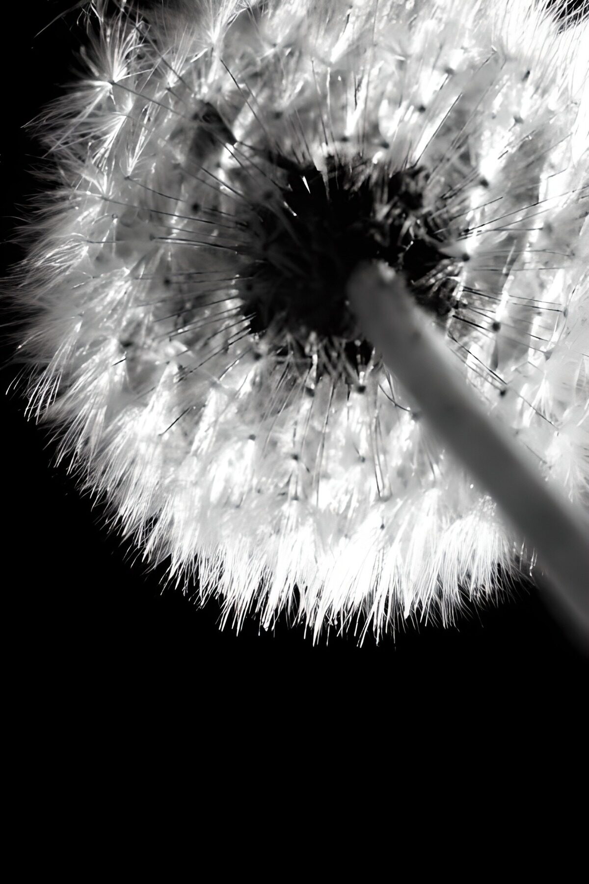 TPDE11625: Flugsamen der Pusteblume