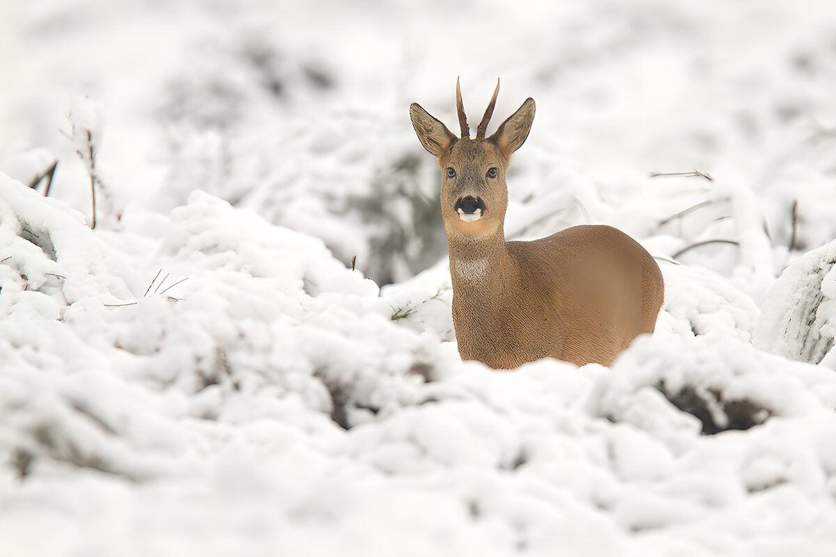 Reh im winterlichen Schnee