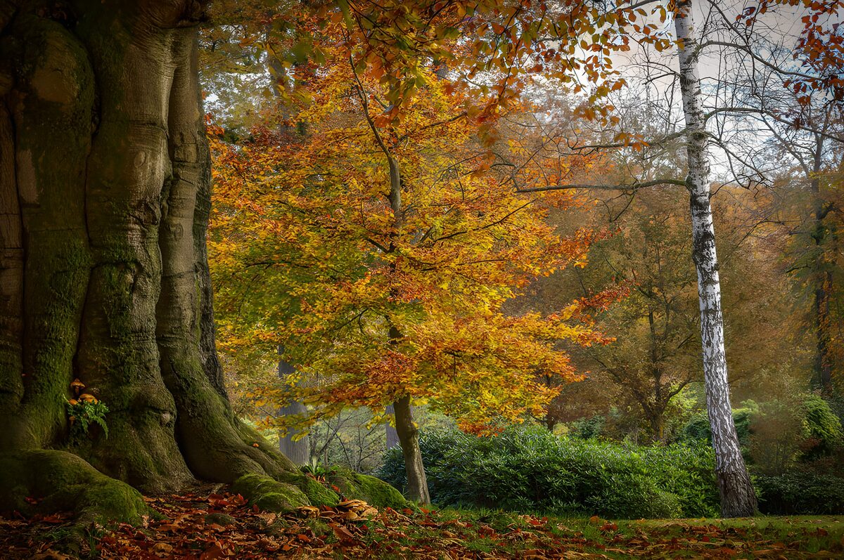 Herbstliche Baumlandschaft im Park