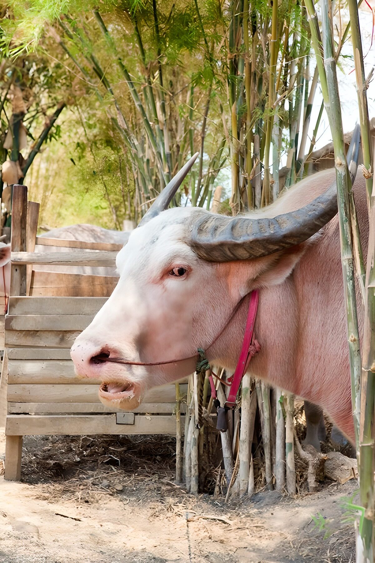 TPDE75299: albino Büffel auf einem Bauernhof , irgendwo in Thailand