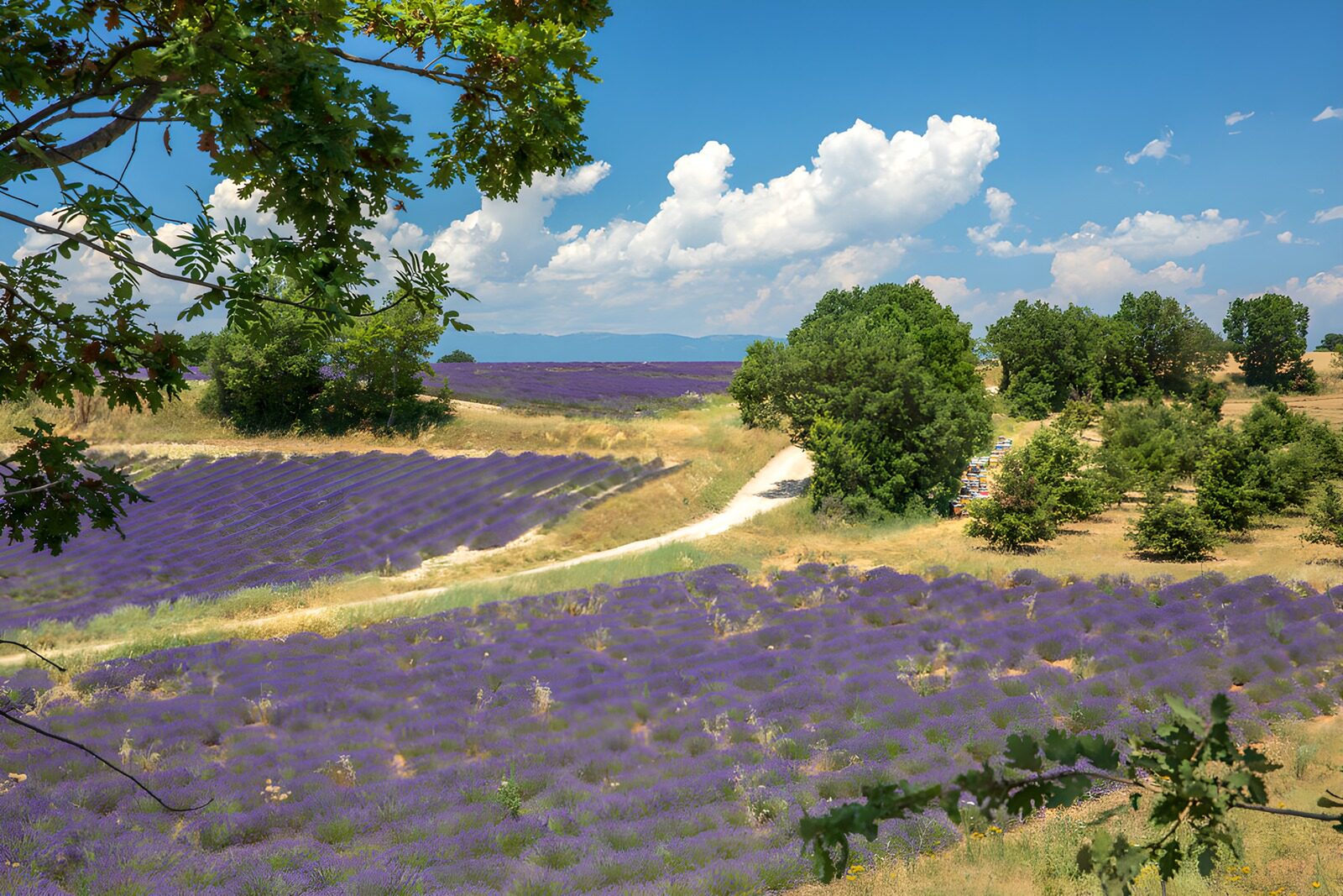 TPDE58914: Lavendelfelder in der Provence