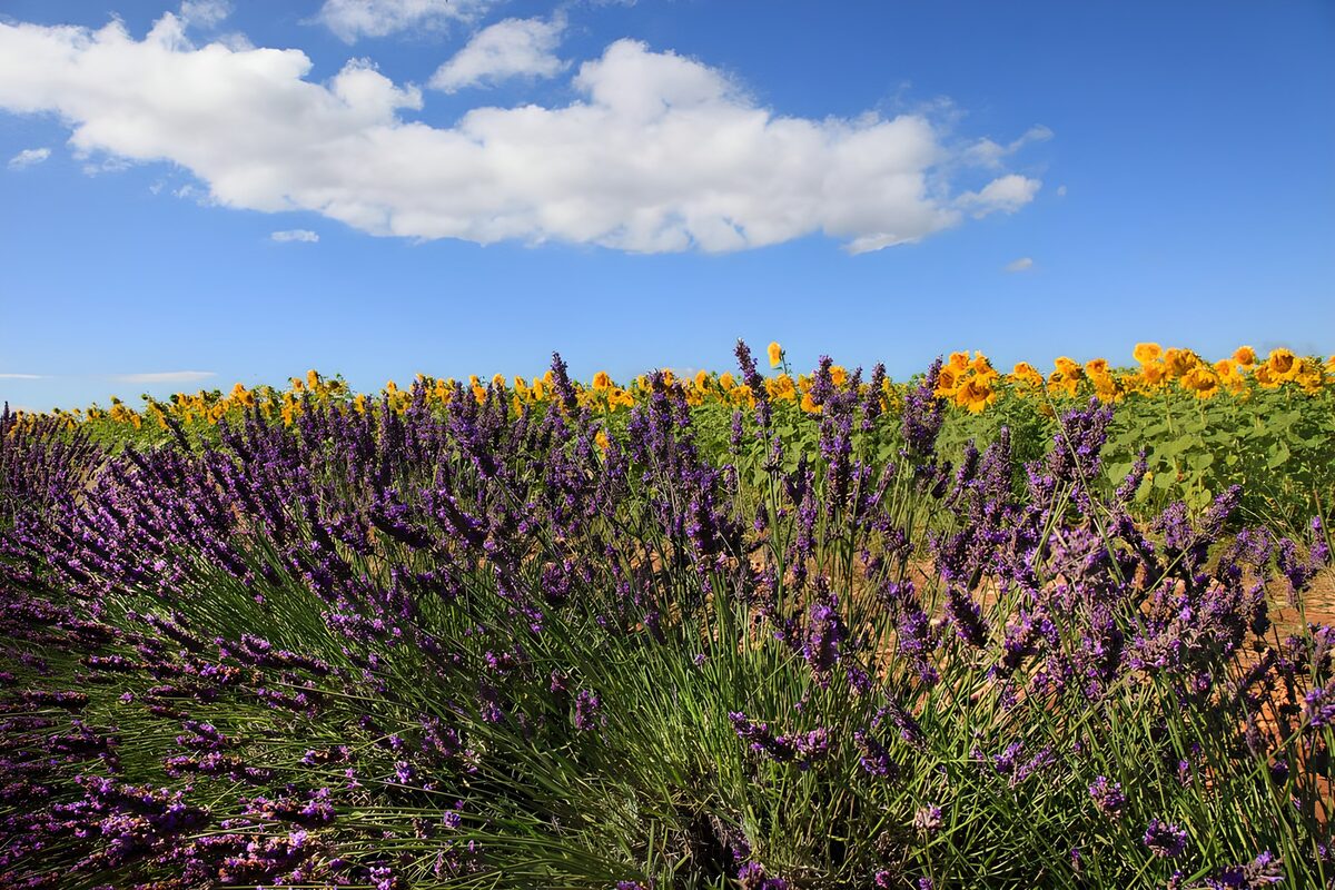 Lavendel  und Sonnenblumen nicht aus der Landschaft Süd-Frankreichs wegzudenken
