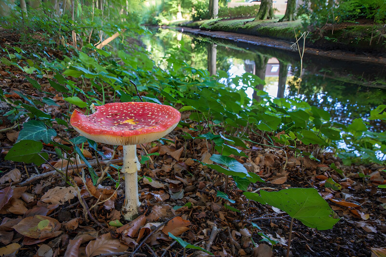TPDE16959: Fliegenpilz am Ufer eines Gewässers