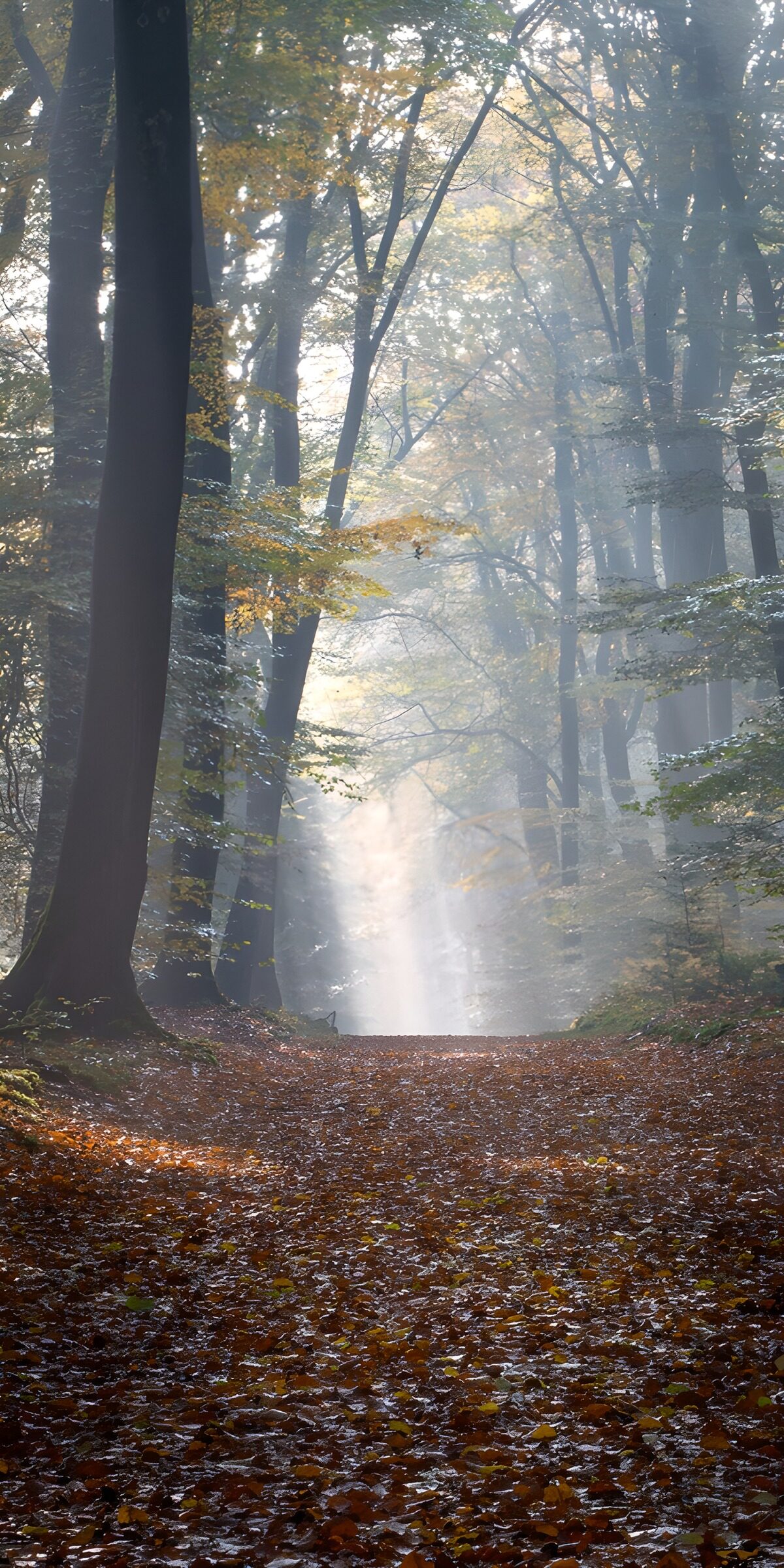 TPDE12144: Mystischer Waldweg im Herbstlicht