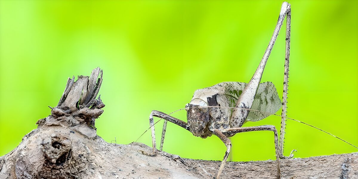 TPDE39233: Fangschrecken auf einem Ast
