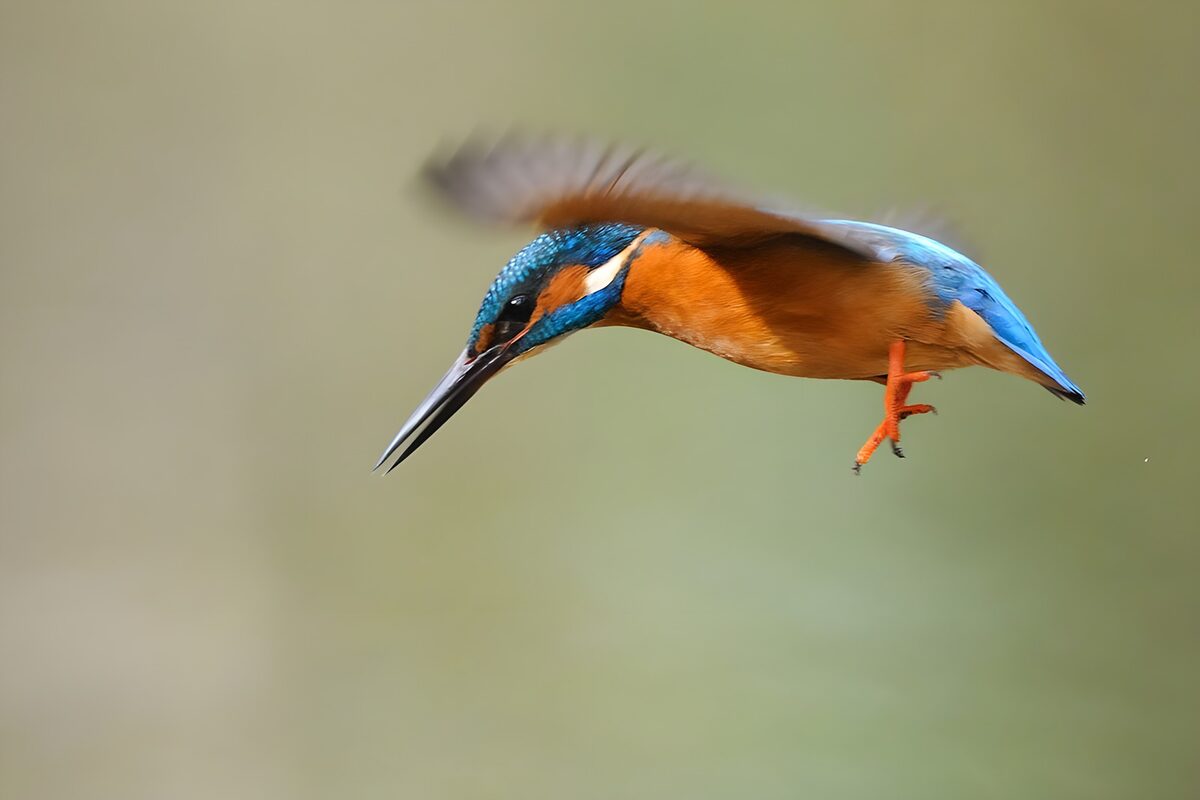 TPDE86977: die geöffneten Flügel von einem Eisvogel