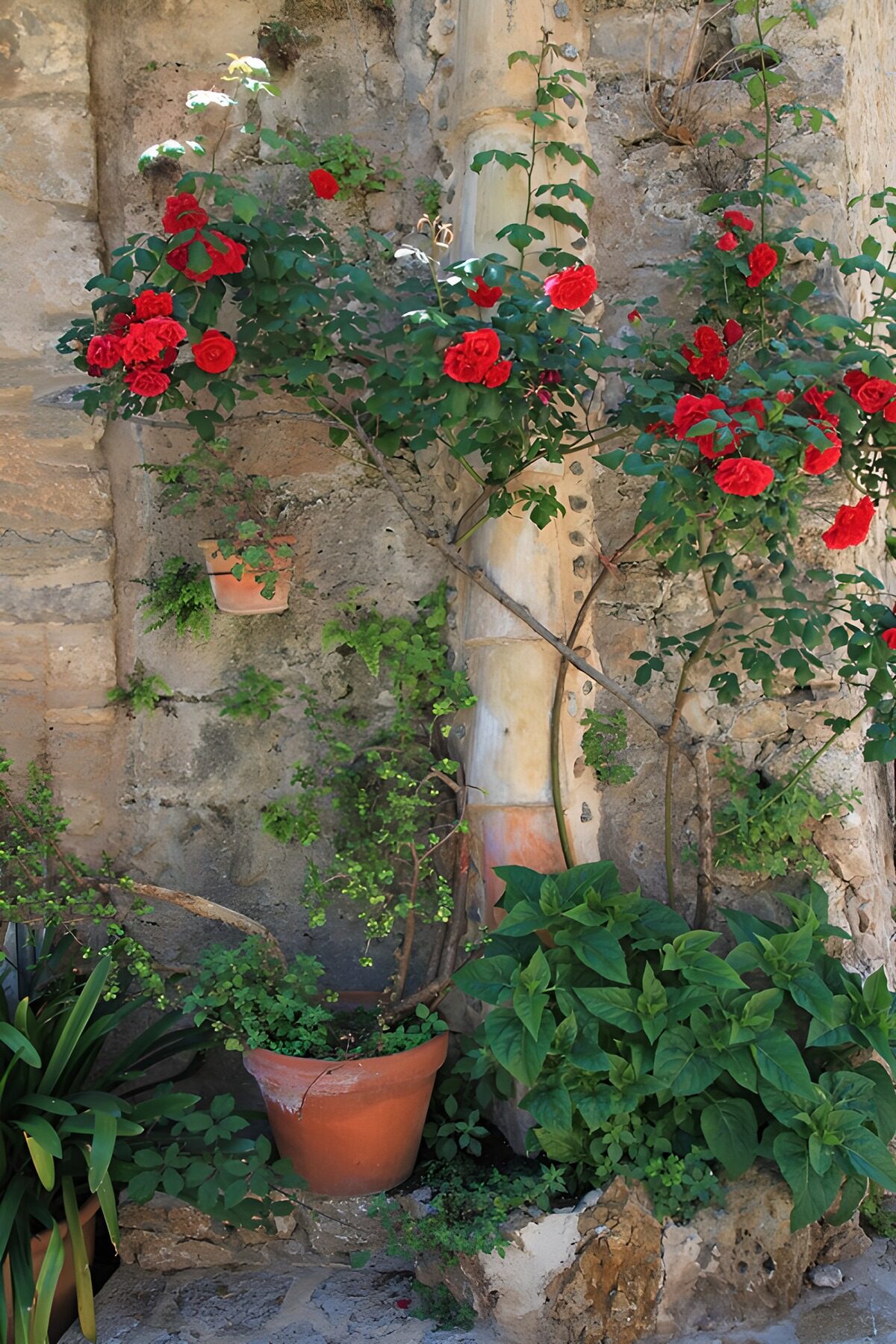 TPDE18454: Blühende Rosen an der Mauer