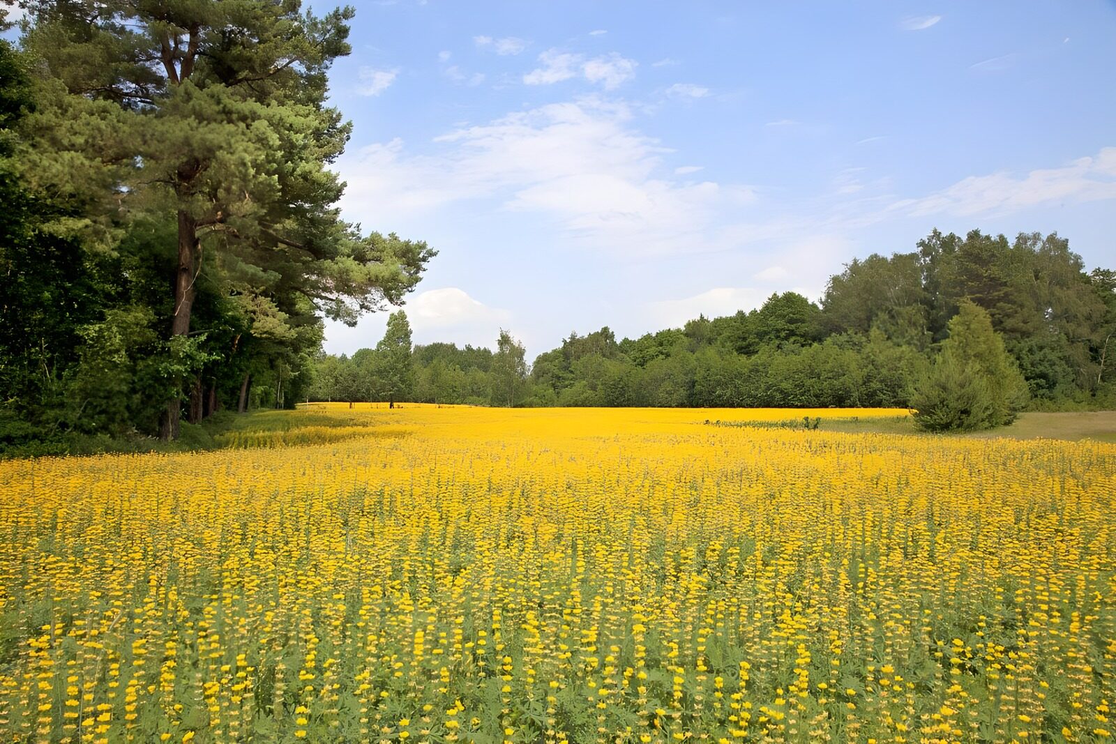 TPDE63133: die gelben Blüten von Raps
