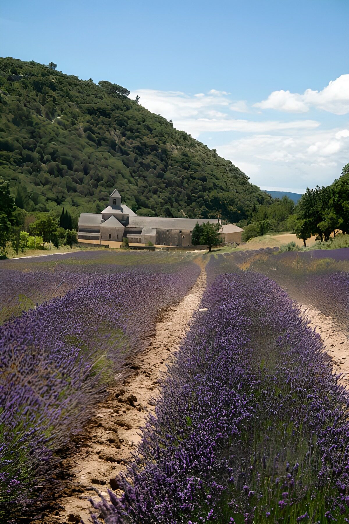 die lilafarbeben Blüten von Lavendel prägen die Landschaft in Süd-Frankreich