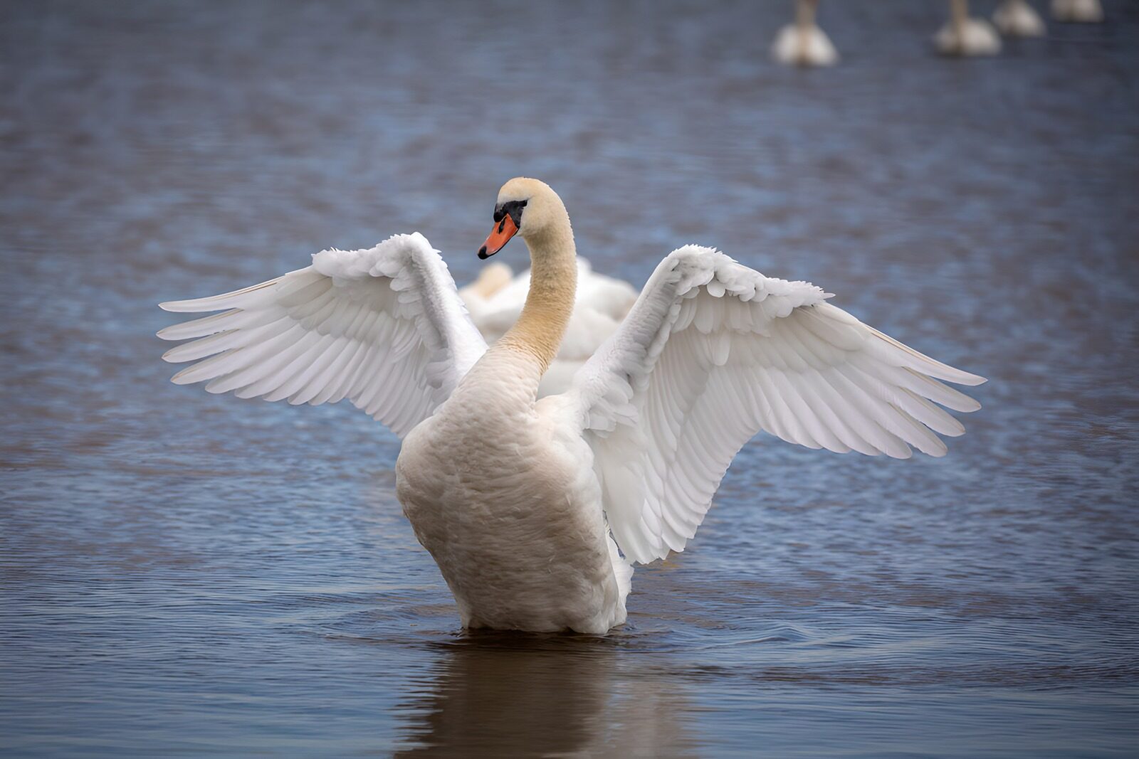 TPDE52818: Eleganter Schwan im Wasser