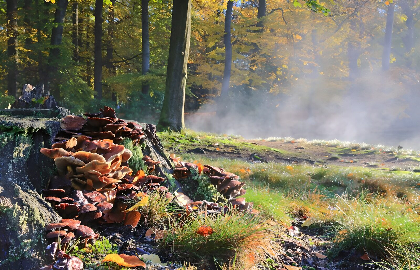 TPDE12944: Pilze auf einem gefällten Baum bei Sonnenaufgang 2