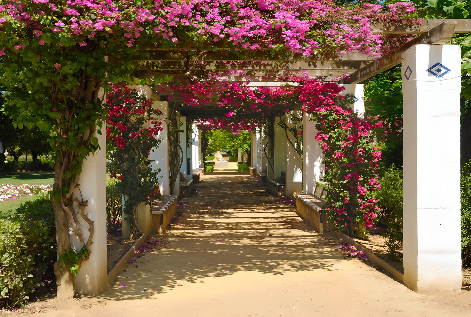 TPDE22366: Gartenposter Bougainvillea