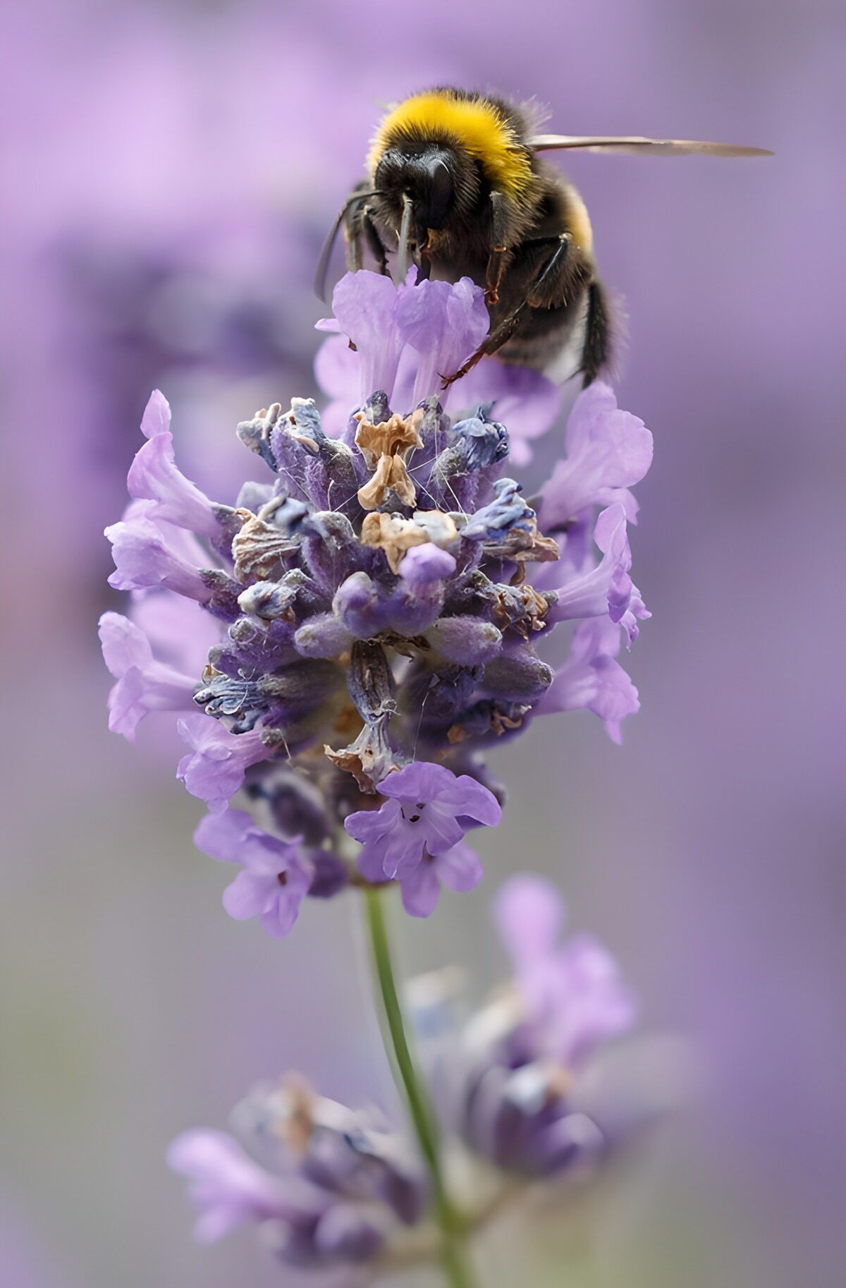 Hummel auf Lavendelblüte