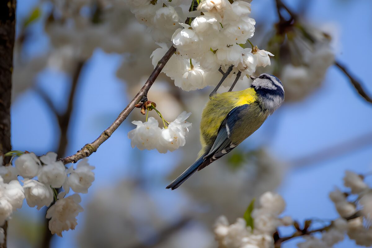 Blaumeise an weißen Kirschblüten im Frühling