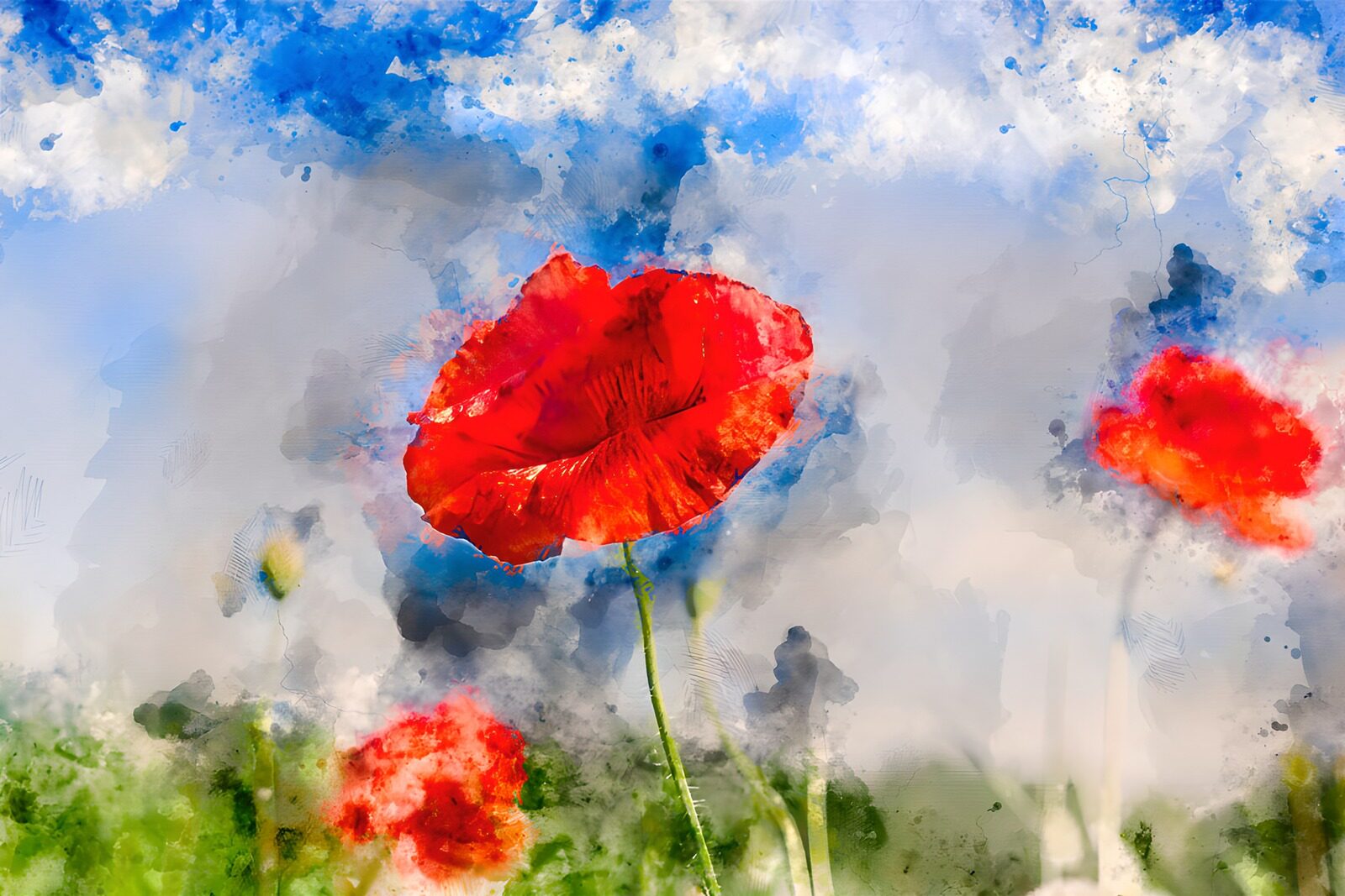 TPDE90583: Rote Mohnblumen im blauen Himmel