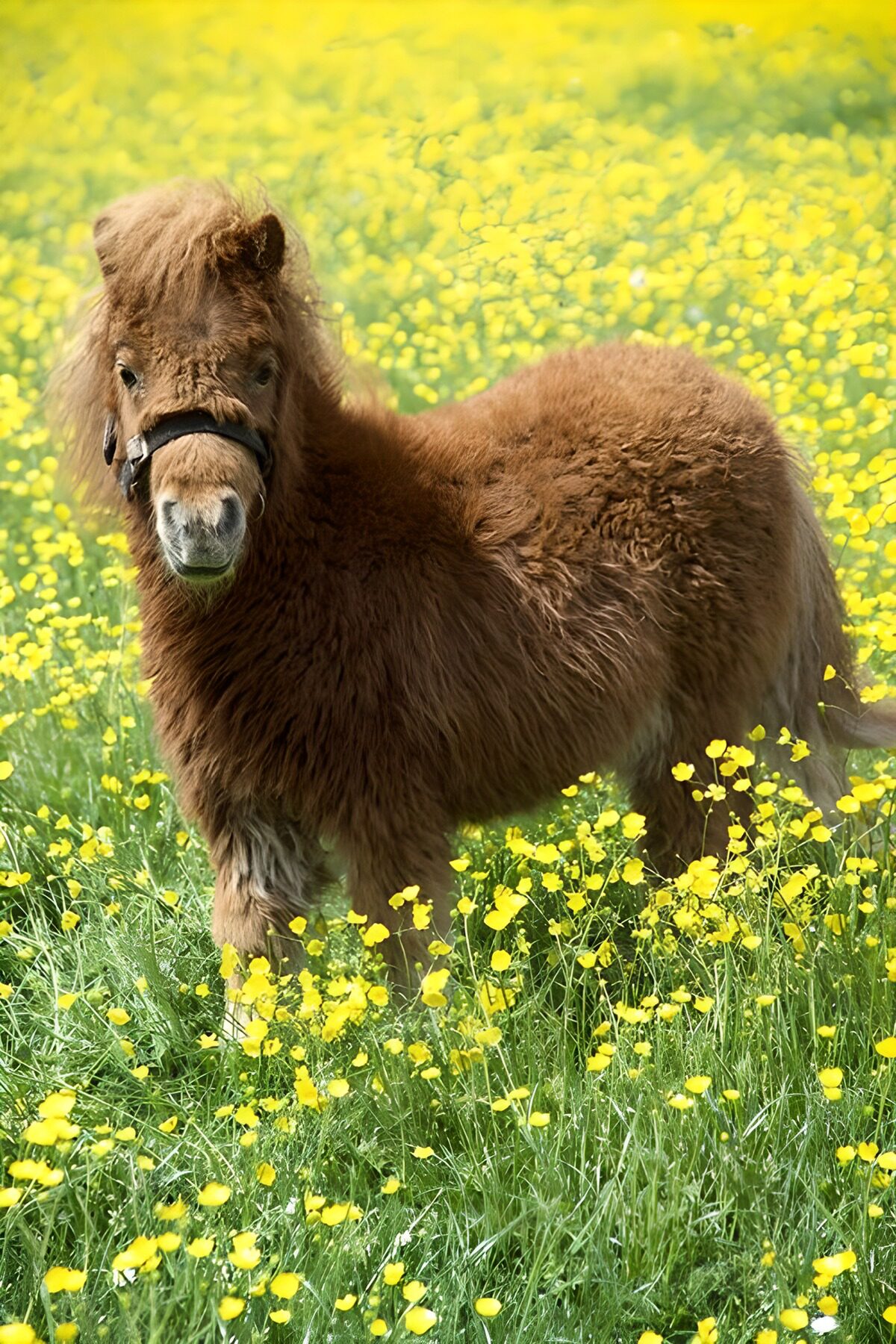 TPDE45749: Pony mit dunkelbraunem Haar in einer Wiese