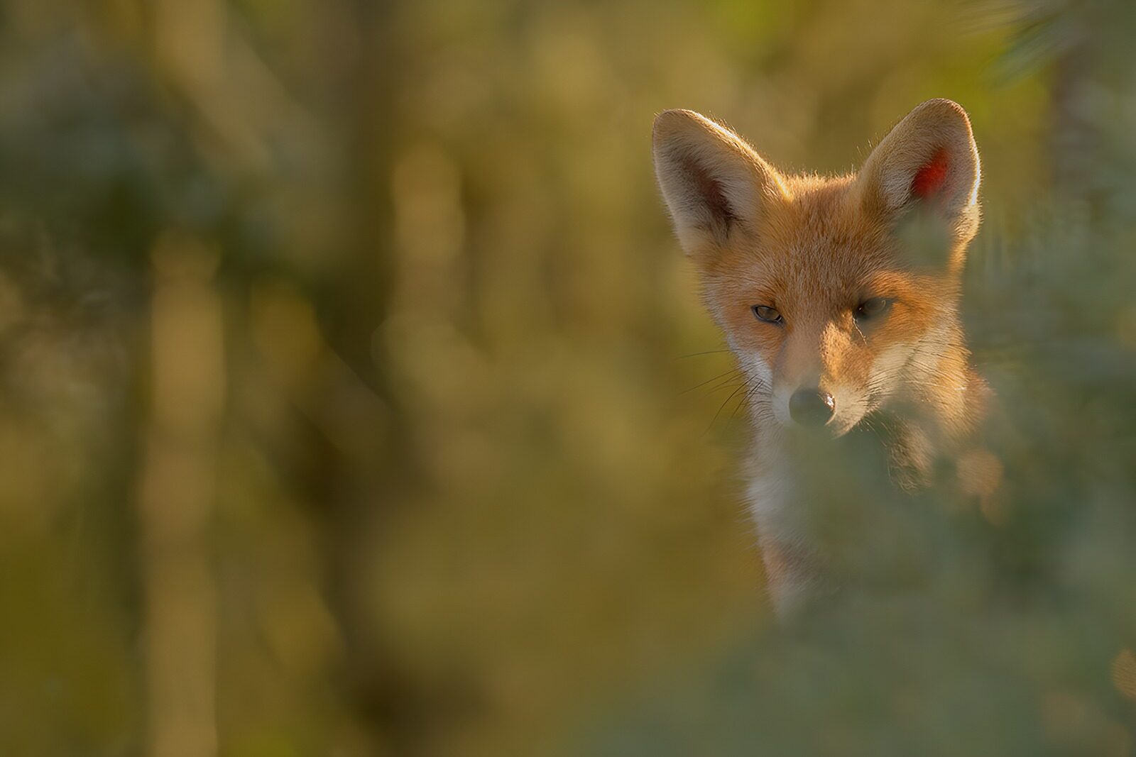 TPDE31206: Geheimnisvoller Fuchs im Morgenlicht