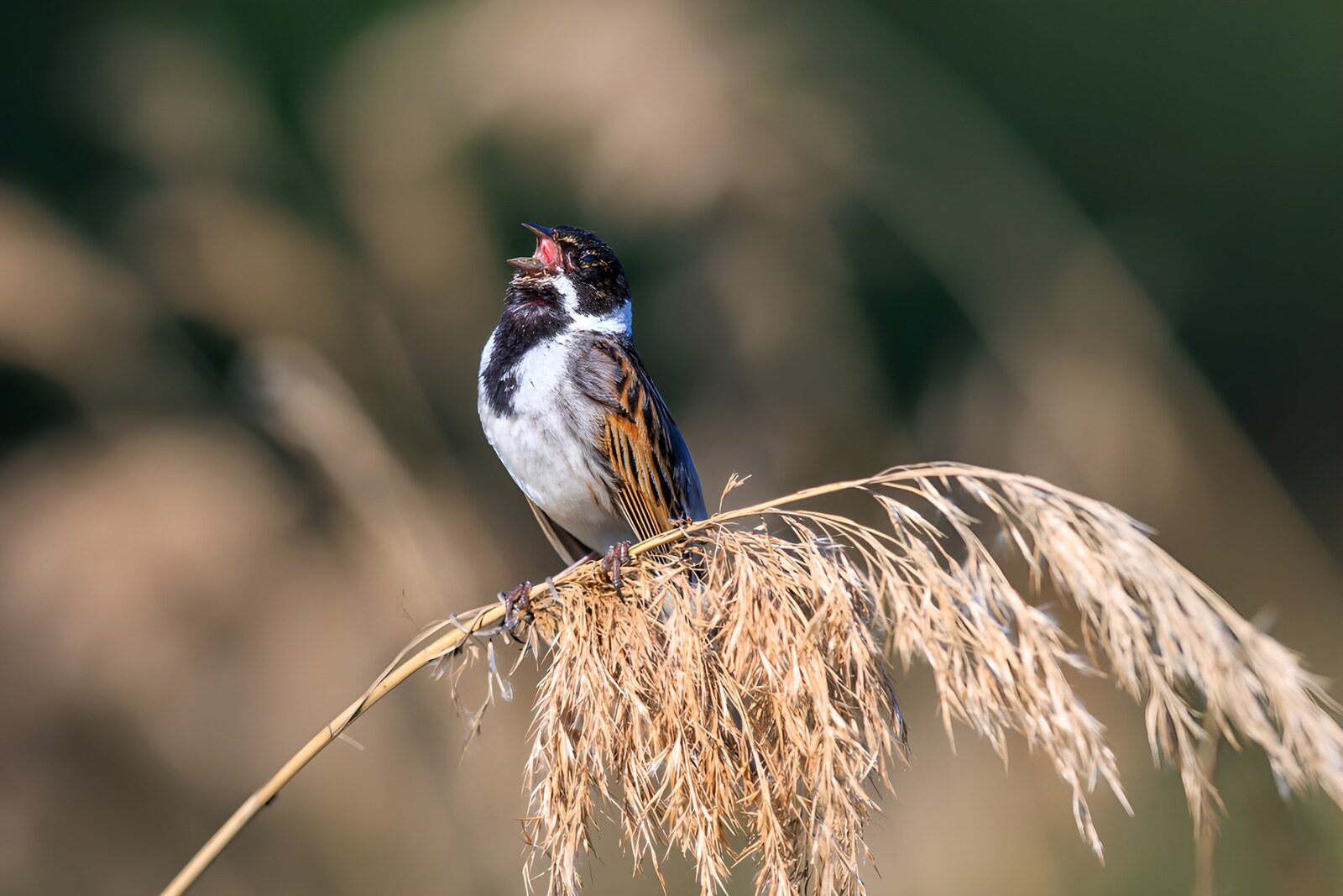 TPDE75806: Singvogel auf einem Schilfrohr