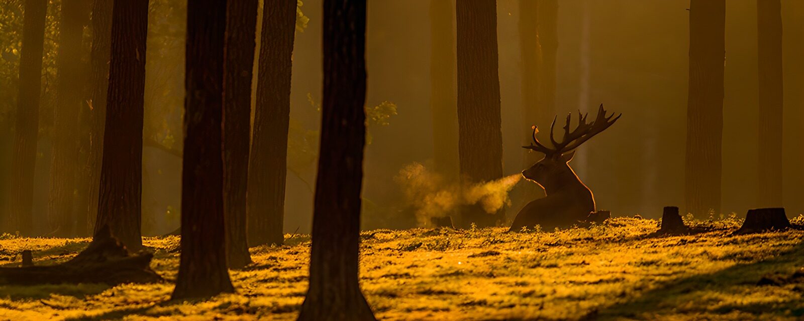 TPDE63446: Majestätischer Hirsch im Morgennebel