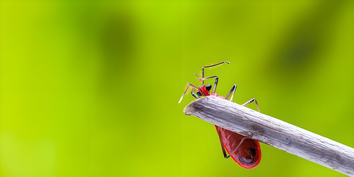 ein roter Käfer sucht nach Futter auf einem Ast