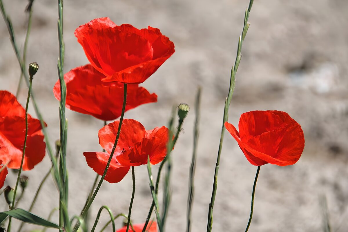 Nahaufnahme von Klatschmohn