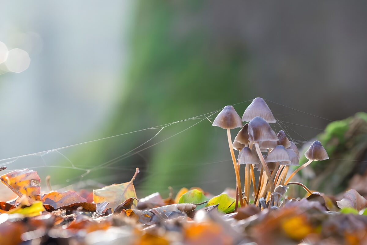 TPDE14021: Pilze mit Spinnennetzfäden zwischen Herbstblättern