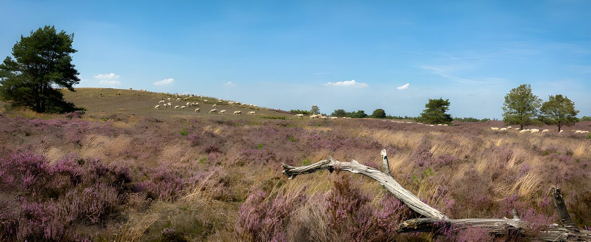 TPDE63546: Blühende Heide mit Schafen