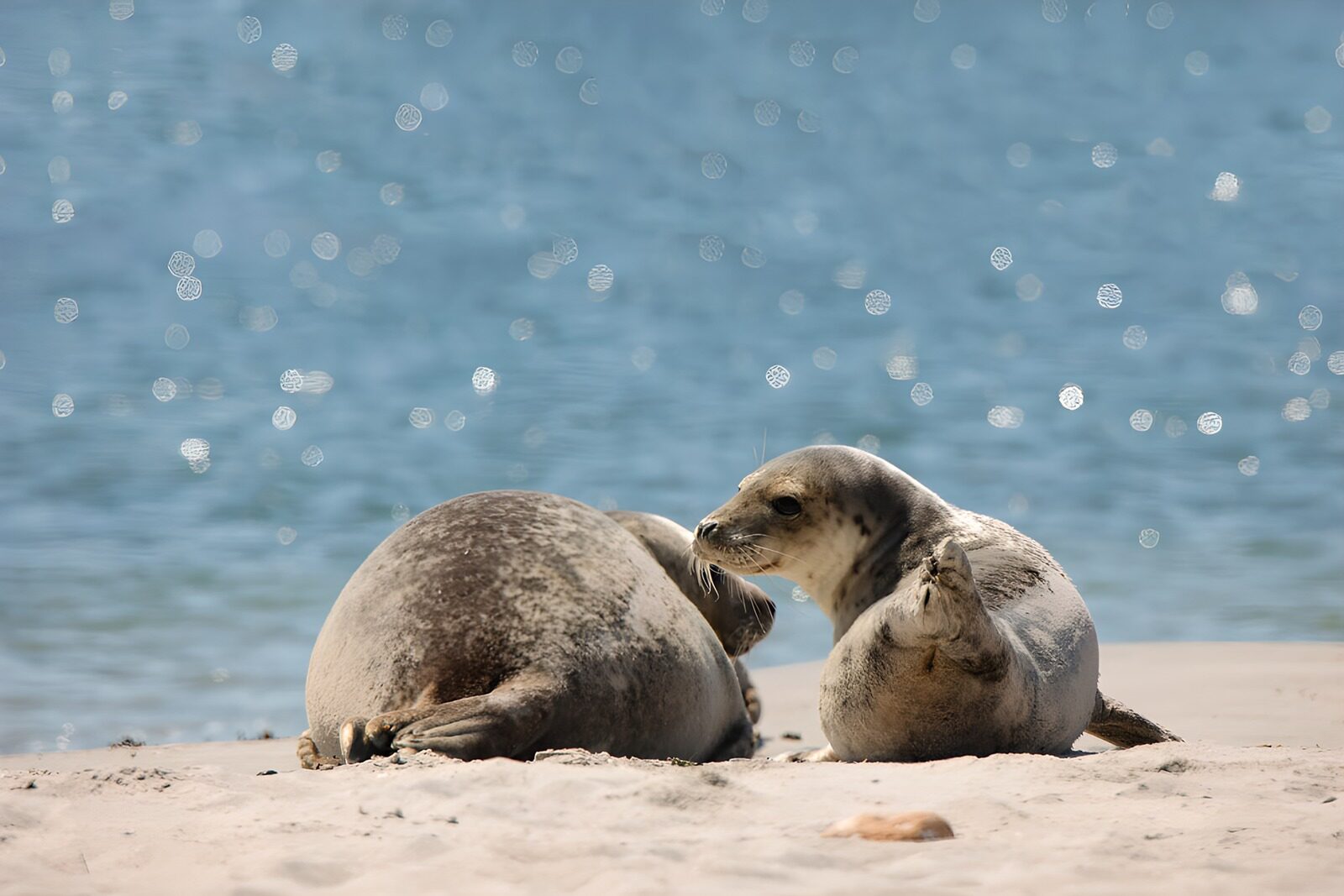 TPDE11386: Ruhepause am Strand mit Seelöwen