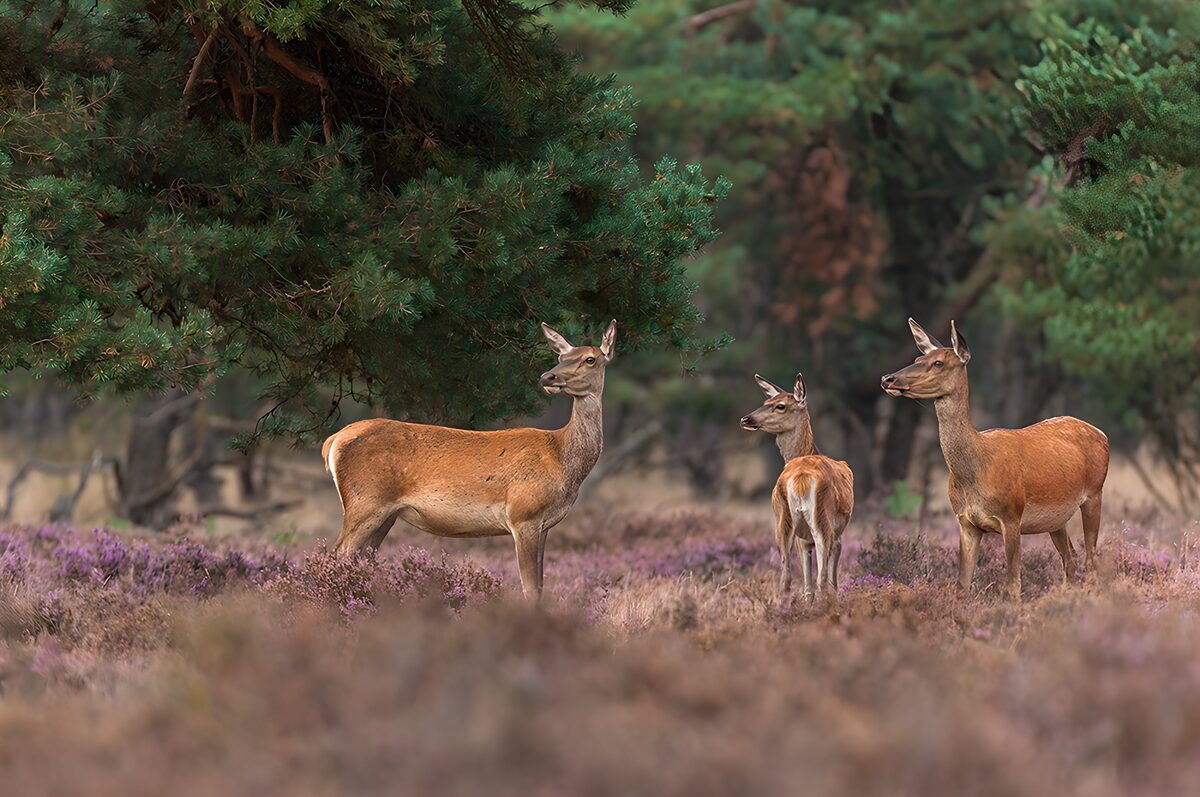 TPDE42625: Rehe im heidekrautigen Wald
