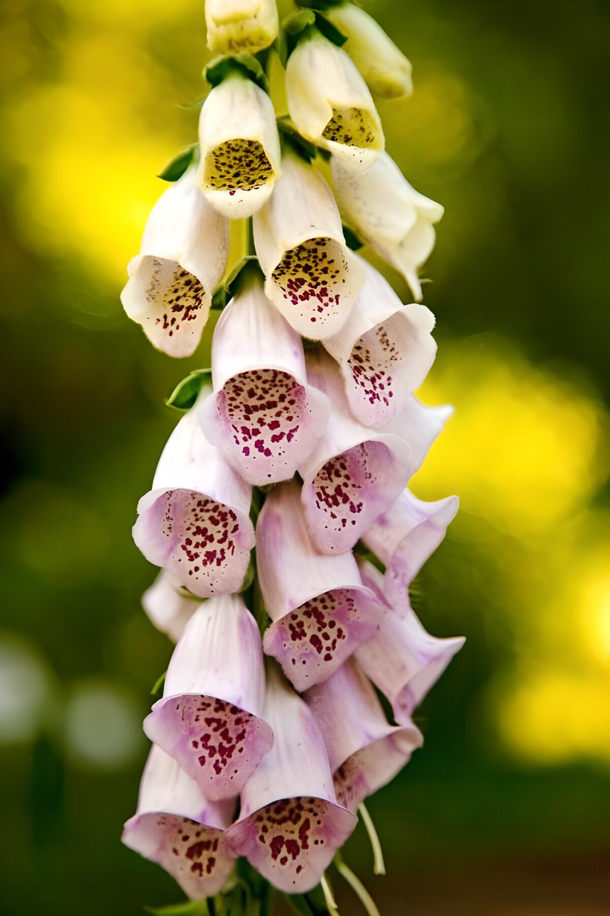 Digitalis in sanftem Rosa