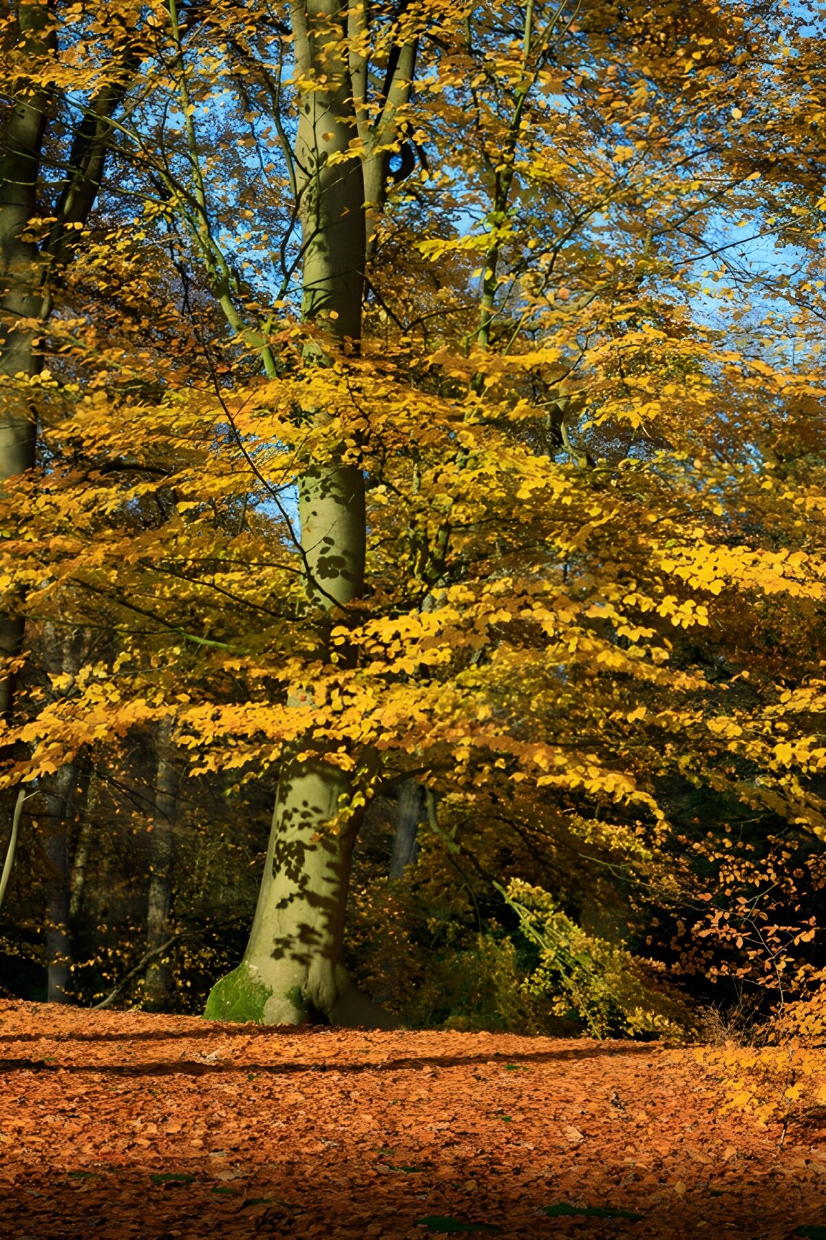 TPDE99111: Herbstliche Farben im Wald