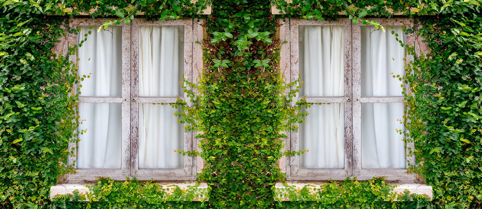TPDE72903: Grüne Fenster mit Vorhängen