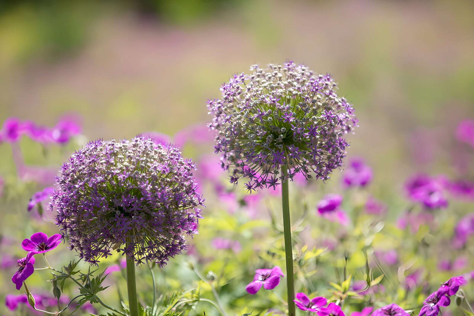 TPDE64375: Schöne lila Blumen im Garten