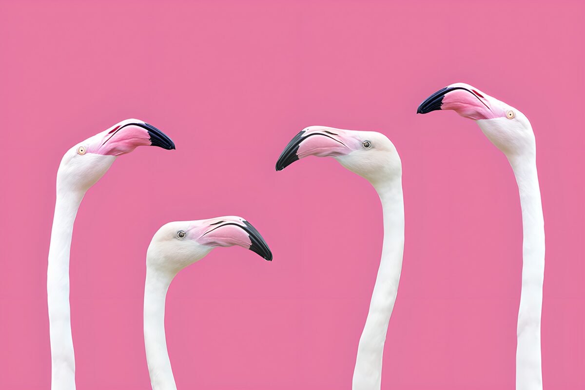 Flamingos vor pinkem Hintergrund