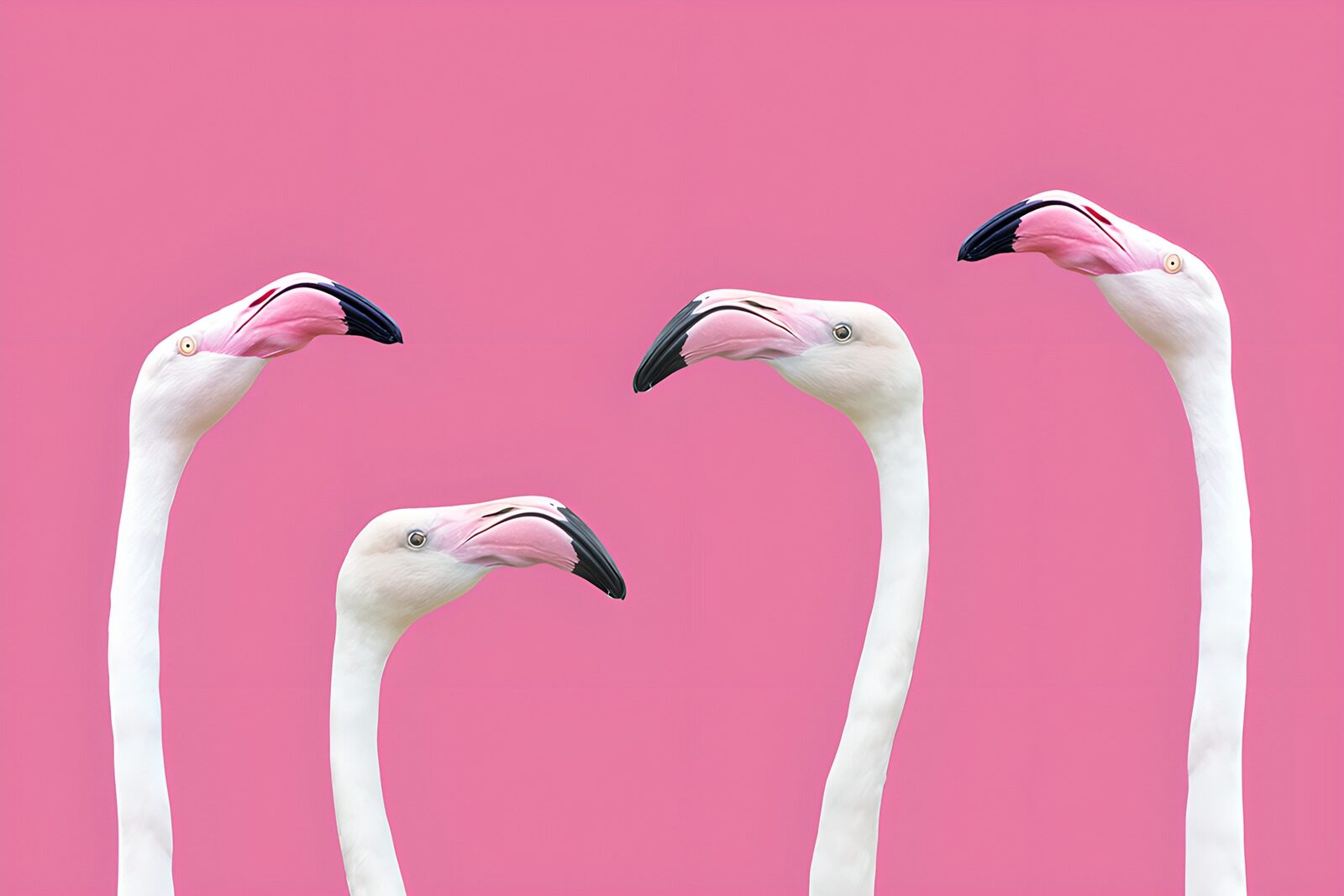 TPDE36749: Flamingos vor pinkem Hintergrund