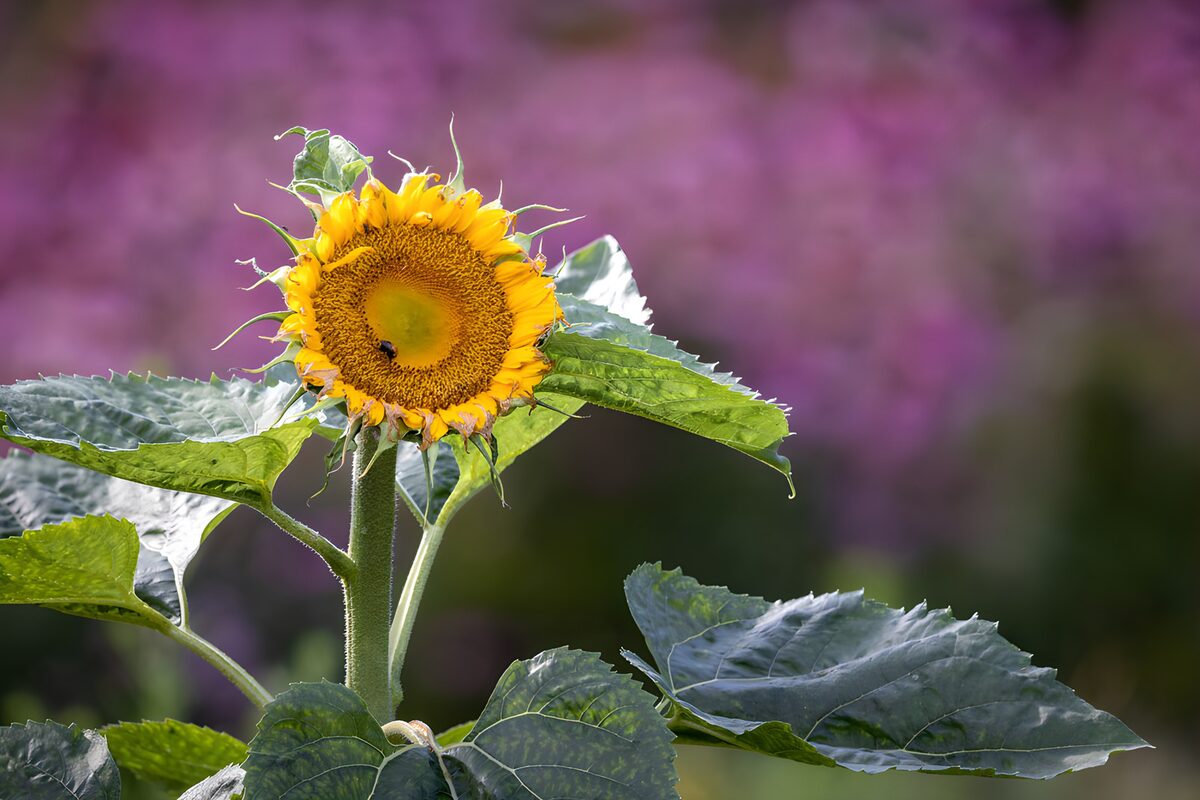 Sonnenblume in voller Blüte