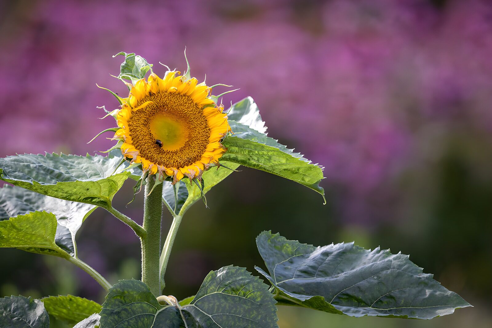 TPDE62467: Sonnenblume in voller Blüte