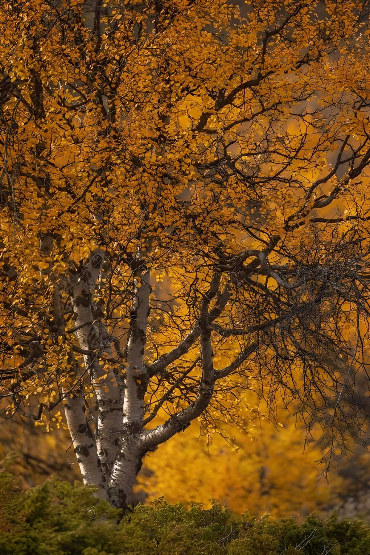 Goldene Herbstblätter am Birkenbaum