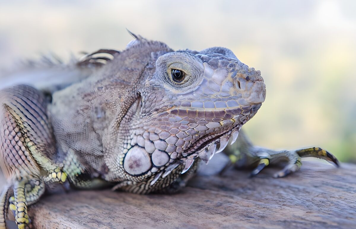 ein Leguan liegt auf einem Baumstamm
