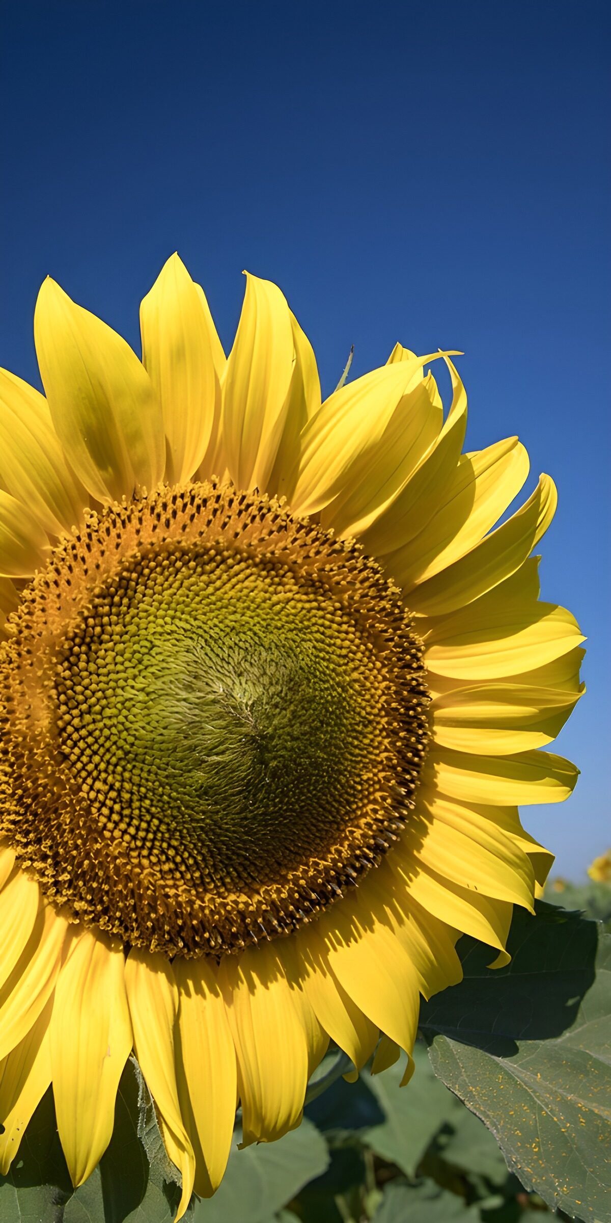 TPDE79555: Strahlende Sonnenblume im blauen Himmel