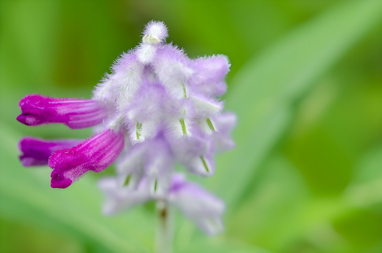 TPDE33103: wunderbre lila Blüten