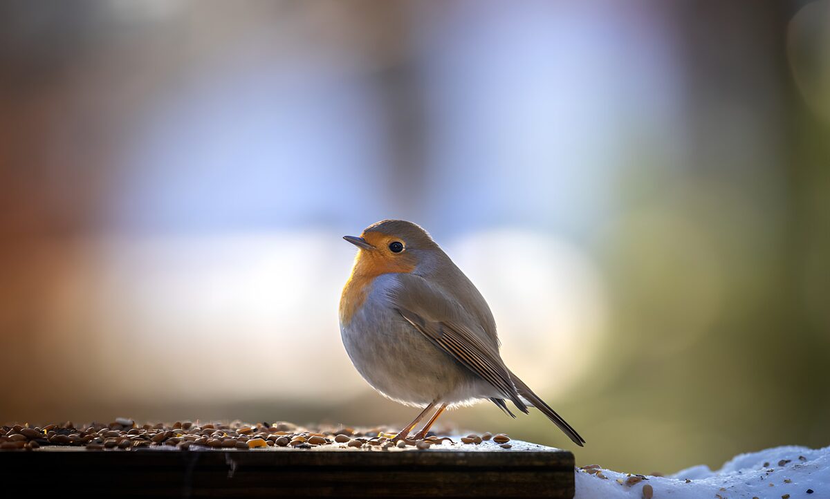 Rotkehlchen im winterlichen Licht