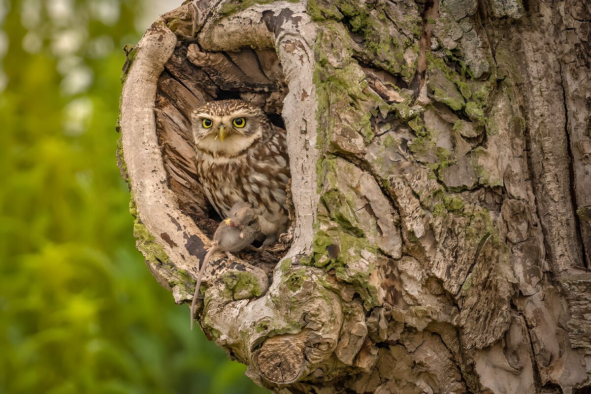 TPDE23395: Kleine Eule mit Beute im Baum