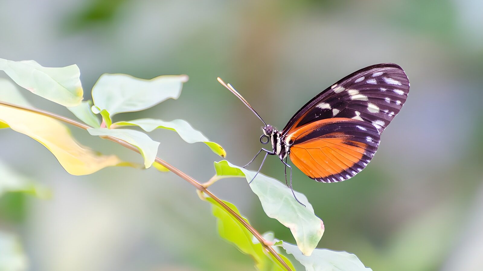 TPDE98370: Schmetterling mit schwarzweißen und orangefarbenen Flügeln und seine feinen Fühlern auf die Suche nach Nektar