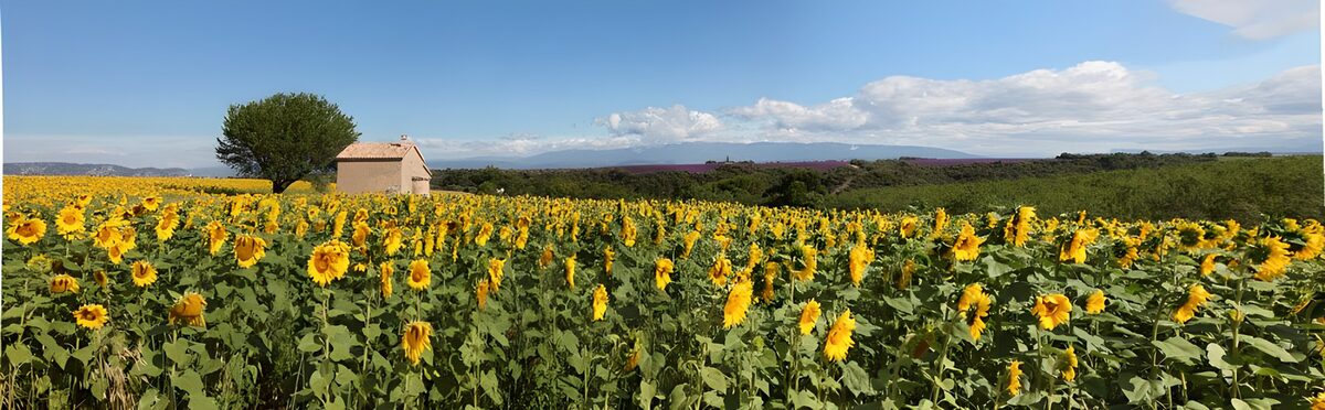 nickende Blütenkörbe der Sonnenblumen, die sich immer nach der Sonne drehen
