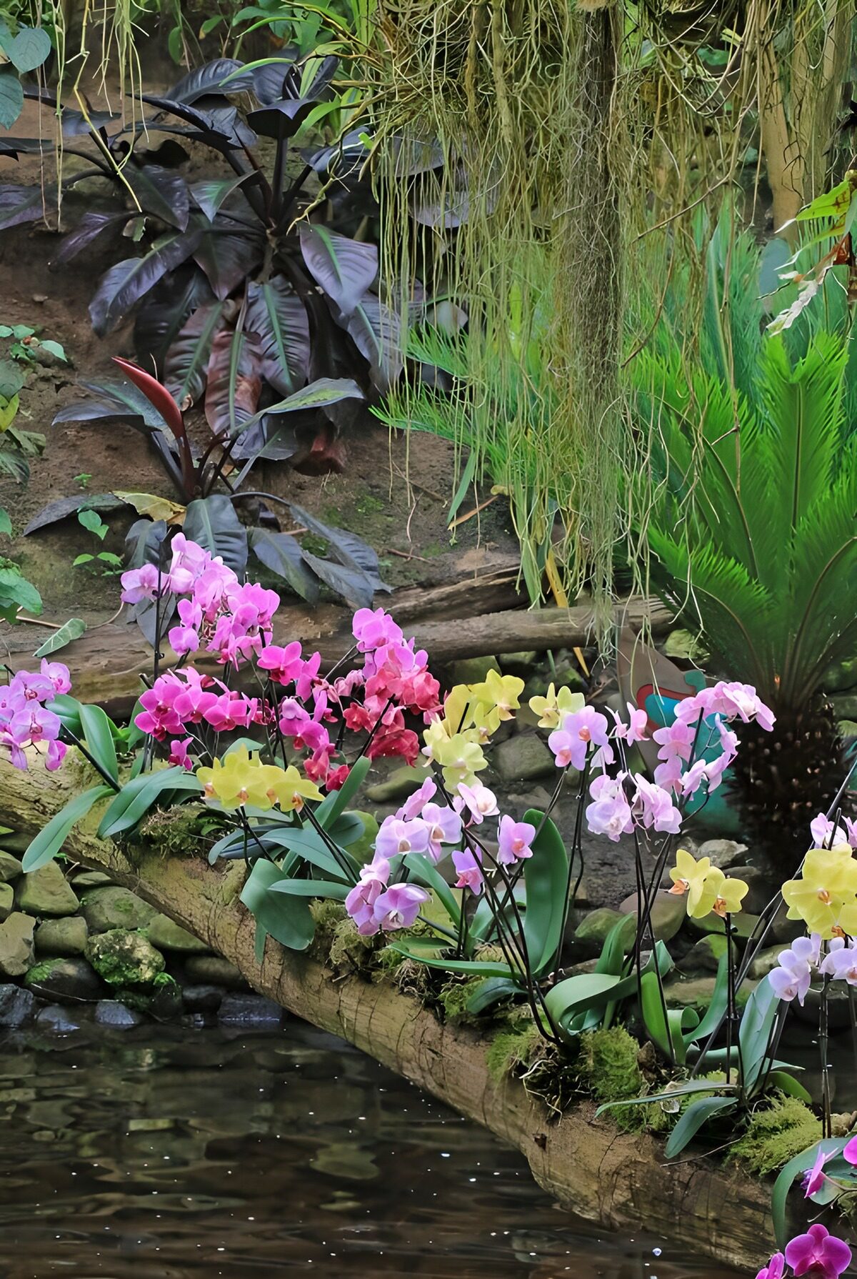 TPDE84841: Orchideen auf einem Baumstamm über einem Bach 2