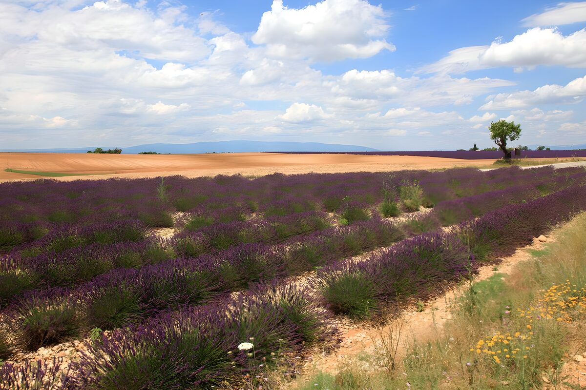 Lavendel in einer dürren Landschaft